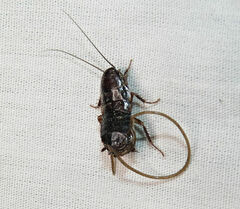 Chordodes