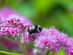 Bombus patagiatus