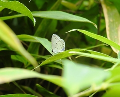 Celastrina argiolus ladonides
