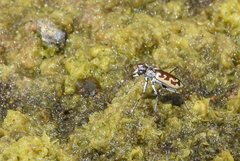 Ellipsoptera cuprascens