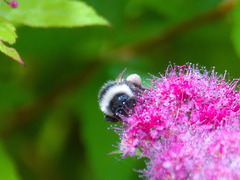 Bombus patagiatus