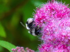 Bombus patagiatus