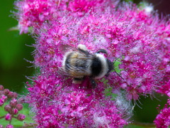 Bombus patagiatus