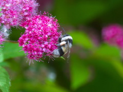 Bombus patagiatus