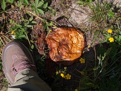 Boletus rubriceps