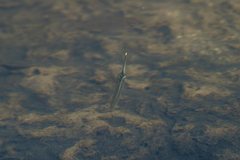Zenarchopterus gilli