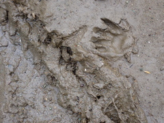 Procyon cancrivorus