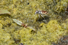 Ellipsoptera cuprascens