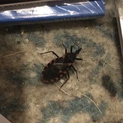Triatoma sanguisuga