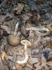 Leccinellum crocipodium