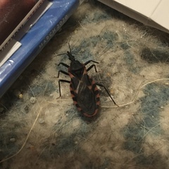 Triatoma sanguisuga