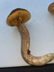 Leccinellum crocipodium