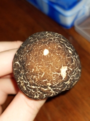 Leccinellum crocipodium