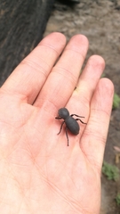 Zopherus granicollis