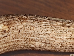 Leccinellum crocipodium