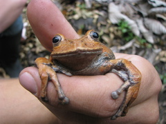 Gastrotheca nicefori