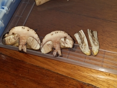 Leccinellum crocipodium