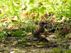 Passer montanus