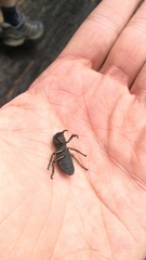 Zopherus granicollis