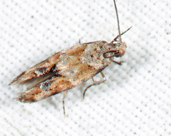 Mompha stellella