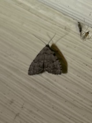 Dyspyralis puncticosta