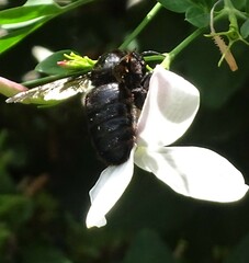 Xylocopa
