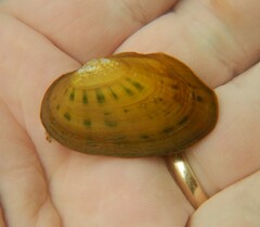 Cambarunio taeniatus
