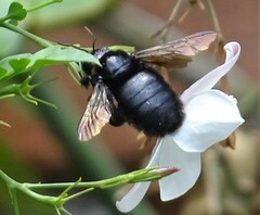 Xylocopa