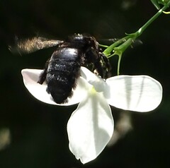 Xylocopa