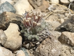 Townsendia condensata