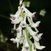 Corydalis caseana brachycarpa - Photo 由 Rolf Lawrenz 所上傳的 (c) Rolf Lawrenz，保留部份權利CC BY