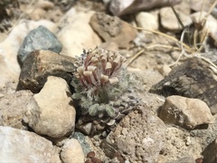 Townsendia condensata