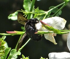 Xylocopa