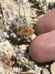 Townsendia condensata