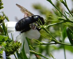 Xylocopa