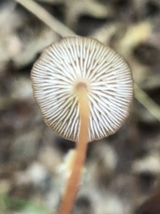 Collybiopsis biformis