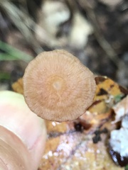 Collybiopsis biformis