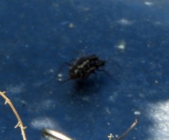 Cicindela hydrophoba