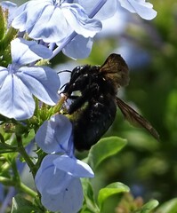 Xylocopa