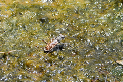 Ellipsoptera macra