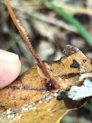 Collybiopsis biformis