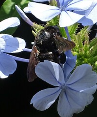 Xylocopa