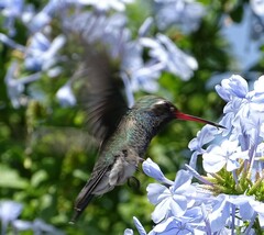 Cynanthus latirostris