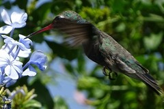 Cynanthus latirostris