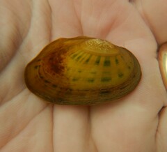 Cambarunio taeniatus