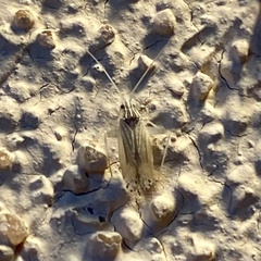 Argyrocoris scurrilis