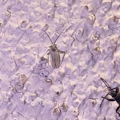 Argyrocoris scurrilis