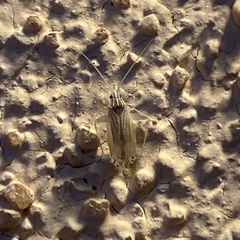 Argyrocoris scurrilis