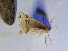 Macaria promiscuata