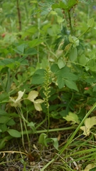Malaxis diphyllos